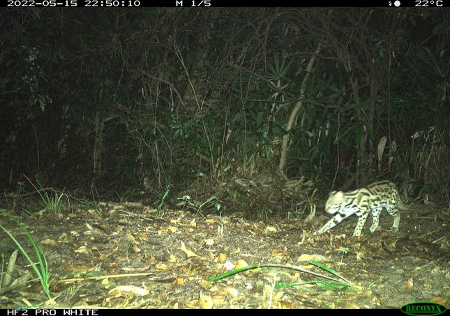 Ban Quản lý Khu BTTN Đakrông cho biết, để bảo vệ tốt các loài ĐVHD nói chung và loài mèo rừng nói riêng, đơn vị này đang phối hợp với dự án VFBC triển khai thành lập đội tuần tra bảo vệ rừng và tháo gỡ bẫy chuyên nghiệp.