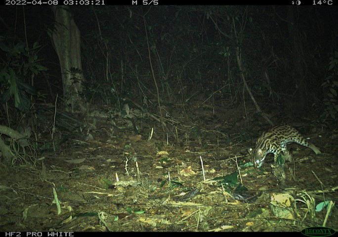 Điểm đặc biệt của mèo gấm là bộ lông tuyệt đẹp, cằm và dưới môi có màu trắng hoặc vàng nhạt, sau tai có đốm trắng. Mèo này có lớp lông dày, mịn, màu xám xanh hoặc xám nâu, nhiều hoa văn cẩm thạch xung quanh, chân và đuôi có nhiều đốm thẫm.