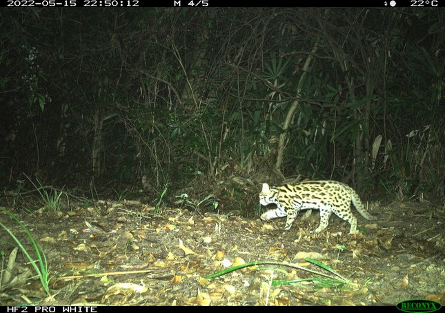 Đội này dự kiến mỗi tháng đi rừng 16 ngày để thực hiện tuần tra, bảo vệ rừng và tháo gỡ bẫy với mục đích là giảm thiểu nguy cơ tác động tiêu cực đến ĐVHD và tạo cho chúng có môi trường sống tốt hơn.