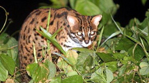 Hiện nay, số lượng mèo gấm trên thế giới chỉ còn khoảng 10.000 con và chúng vẫn đang tiếp tục giảm. Quỹ Thế giới bảo vệ động vật hoang dã (WWF) cảnh báo, mèo rừng Việt Nam đang đứng trước nguy cơ suy giảm về số lượng, được xếp vào Sách đỏ, cần bảo vệ khẩn cấp.