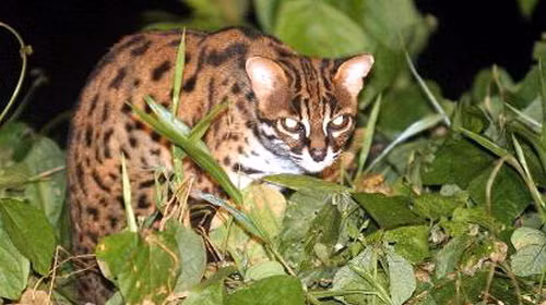 Hiện nay, số lượng mèo gấm trên thế giới chỉ còn khoảng 10.000 con và chúng vẫn đang tiếp tục giảm. Quỹ Thế giới bảo vệ động vật hoang dã (WWF) cảnh báo, mèo rừng Việt Nam đang đứng trước nguy cơ suy giảm về số lượng, được xếp vào Sách đỏ, cần bảo vệ khẩn cấp.