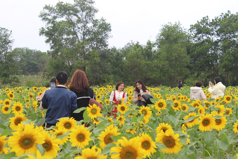 Trên diện tích gần 10. 000 m2, chủ vườn đã trồng nhiều loại hoa như: Hoa hướng dương, hoa thược dược, hoa cánh bướm, hoa đào... để du khách tham quan và chụp hình.