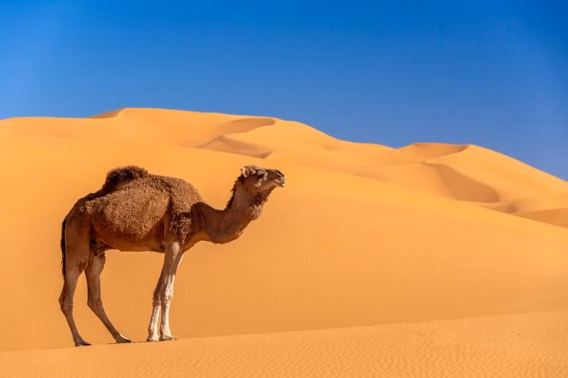 Trên hết, một con lạc đà được nuôi dưỡng tốt có một cái bướu. Cái bướu này được dùng để dự trữ chất béo, và lạc đà sử dụng nó khi thức ăn và nước uống khan hiếm. Thật vậy, trong thời tiết mát mẻ, một con lạc đà có thể sống lâu đến bảy tháng mà không cần uống nước.