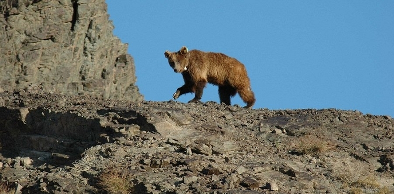 Gấu Gobi có rất ít sự đa dạng di truyền, đây là một trong những loài gấu nâu có độ đa dạng di truyền thấp nhất từng thấy. Mức độ đa dạng di truyền thấp tương tự như gấu Gobi được báo cáo là loài gấu nâu nhỏ sống ở dãy núi Pyrenees, biên giới giữa Tây Ban Nha và Pháp.