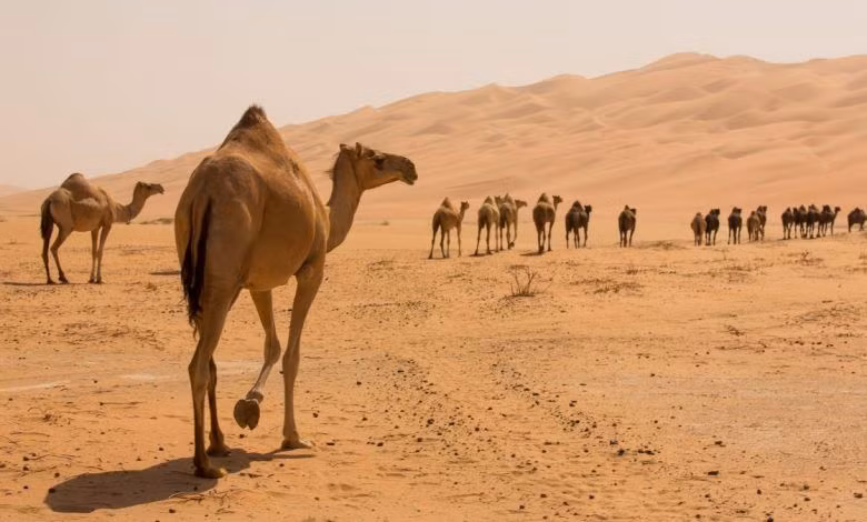 Cái bướu không phải là cách bảo vệ duy nhất của lạc đà chống lại cái nóng và khô của sa mạc. Nó có một cái đầu và đôi tai nhỏ, và không khí thiêu đốt đi vào lỗ mũi của nó sẽ được làm mát và làm ẩm. Nó cũng có thể đóng lỗ mũi. Nó có lông mày rậm và hàng lông mi kép giúp bảo vệ mắt khỏi cát bay.