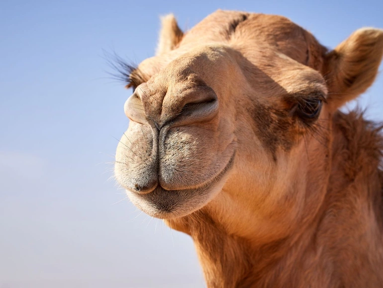 Có hai loài lạc đà, lạc đà Bactrian (Camelus bactrianus) và lạc đà Dromedary (Camelus dromedarius). Lạc đà phổ biến nhất là lạc đà Dromedary, chiếm khoảng 90% số lạc đà trên Trái đất. Lạc đà Bactrian, tuy hiếm nhưng lại nặng hơn và sinh sống tại sa mạc Gobi.