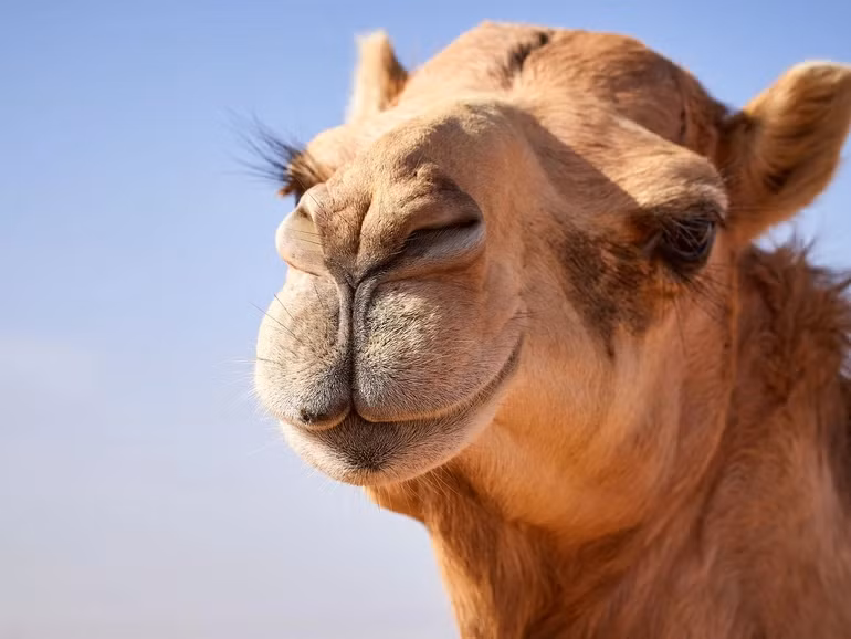 Có hai loài lạc đà, lạc đà Bactrian (Camelus bactrianus) và lạc đà Dromedary (Camelus dromedarius). Lạc đà phổ biến nhất là lạc đà Dromedary, chiếm khoảng 90% số lạc đà trên Trái đất. Lạc đà Bactrian, tuy hiếm nhưng lại nặng hơn và sinh sống tại sa mạc Gobi.