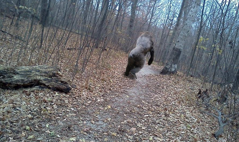 6. Ở bang Texas (Mỹ), nếu giết dã nhân Bigfoot, bạn sẽ bị coi là phạm pháp. Tuy nhiên, điều nực cười là không ai biết Bigfoot có thật hay không? Câu chuyện lạ này thực sự tồn tại ở Mỹ đó.