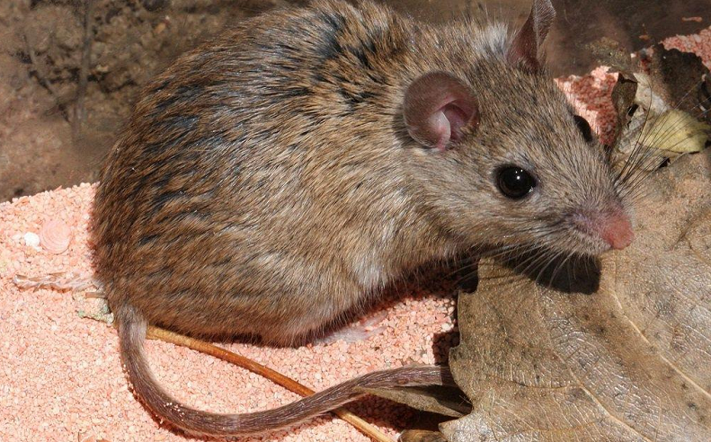 11. Lạc đà không phải là sinh vật có thể tồn tại lâu nhất mà không cần nước. Chuột mới là câu trả lời chính xác.