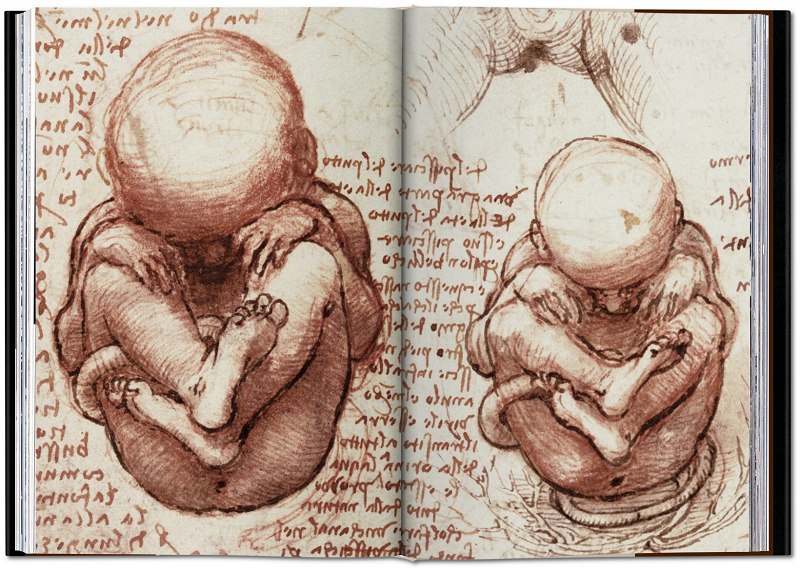 Theo The Guardian, những nghiên cứu về giải phẫu so sánh của da Vinci cho phép ông quan sát mối quan hệ gần gũi của hai loài. Là một phần của dàn ý cho một cuốn sách về giải phẫu học, ông đã viết về "mô tả về con người, bao gồm mô tả về những sinh vật gần như cùng loài, như Vượn, Khỉ và rất nhiều những loài tương tự khác".