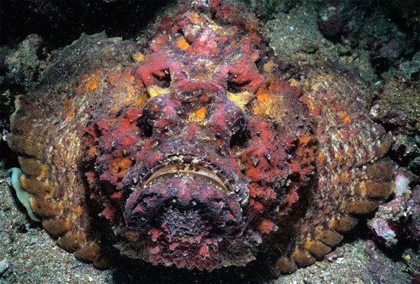 5. Cá đá là một trong những động vật có xương sống độc nhất, ghê sợ hơn cả cá mập. Những cái ngạnh sắc nhọn ở sống lưng của nó chứa lượng độc tố đủ để làm chết một con mồi lớn.