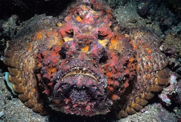 5. Cá đá là một trong những động vật có xương sống độc nhất, ghê sợ hơn cả cá mập. Những cái ngạnh sắc nhọn ở sống lưng của nó chứa lượng độc tố đủ để làm chết một con mồi lớn.