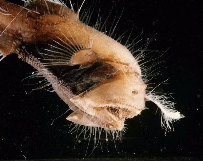 4. Cá Anglerfish là loài cá rất quý hiếm. Người ta chỉ thấy chúng xuất hiện ở những vùng nước sâu ở Đại Tây Dương, Thái Bình Dương và Ấn Độ Dương.