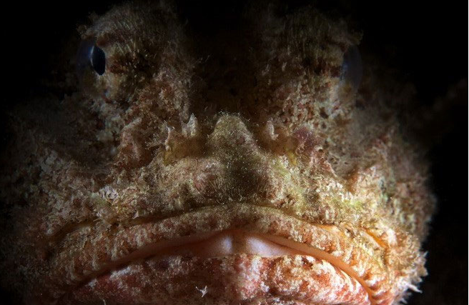 6. Giống như tên gọi của mình, cá bò cạp là một trong những loại cá có độc tố cực lớn. Nọc độc của chúng nằm ở những chiếc gai trên người.