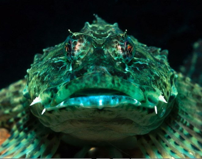 2. Cá bò cạp là " quái vật biển" có nguồn gốc từ Ấn Độ Dương và Thái Bình Dương. Chúng thường trốn trong các hốc đá, cơ thể được bao bọc bởi những vẩy có dạng như lông với nhiều màu để giúp chúng ngụy trang, hòa lẫn với môi trường xung quanh. Cá bọ cạp sử dụng chất độc vốn có để bắt con mồi và xua đuổi kẻ thù.