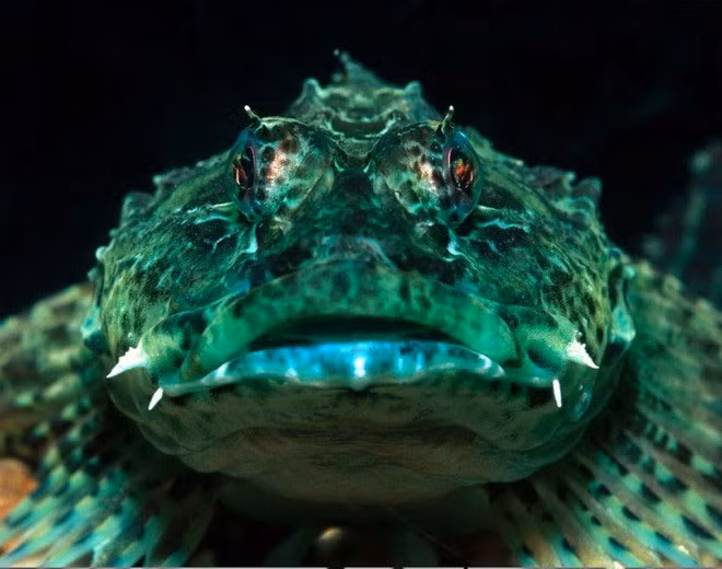 2. Cá bò cạp là " quái vật biển" có nguồn gốc từ Ấn Độ Dương và Thái Bình Dương. Chúng thường trốn trong các hốc đá, cơ thể được bao bọc bởi những vẩy có dạng như lông với nhiều màu để giúp chúng ngụy trang, hòa lẫn với môi trường xung quanh. Cá bọ cạp sử dụng chất độc vốn có để bắt con mồi và xua đuổi kẻ thù.