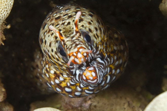 3. Lươn biển có vẻ ngoài ghê sợ nhưng kỳ thực nó lại là sinh vật khá nhút nhát, sống khép kín.