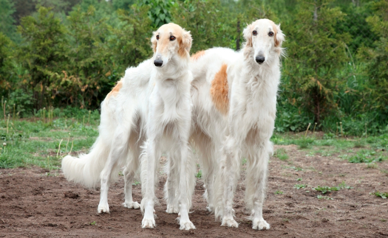 Một trong những đặc điểm để nhận diện chó Borzoi chính là bộ lông. Chúng nổi bật với bộ lông xù dài của mình. Chúng có kích thước cơ thể trung bình nhưng đôi chân dài đã làm cho nó nổi bật hơn nhiều.