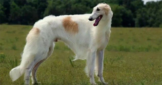Chúng đã từng là thú cưng của nữ hoàng Anh Victoria. Borzoi đã được hiệp hội chó giống Mỹ công nhận và đứng thứ 96 trong 155 giống chó được đăng kí bở AKC.