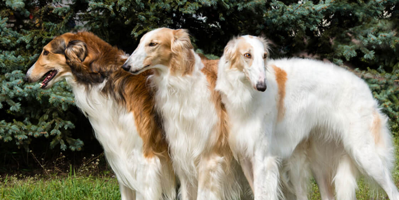 Được biết, Borzoi là giống chó lâu đời có nguồn gốc từ nước Nga. Tổ tiên của chúng là những giống chó săn cừu Tatars và Owtchar.