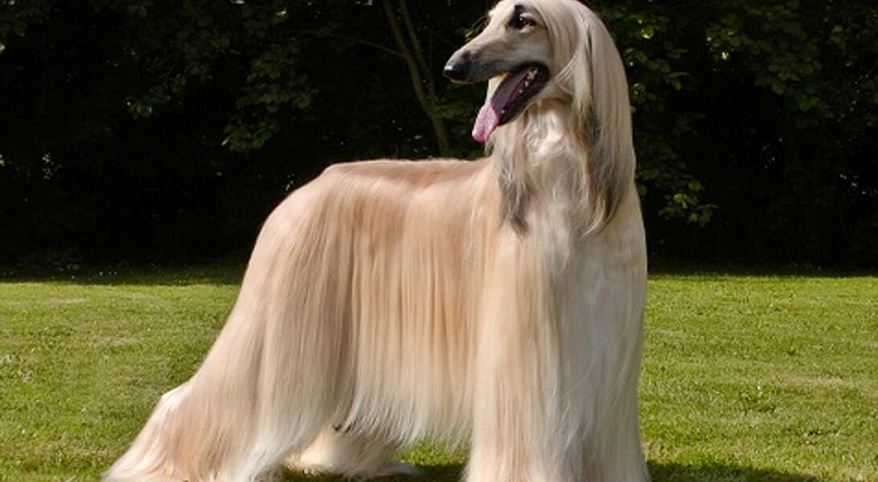 Chúng có vóc dáng trung bình và nổi bật với khả năng săn đuổi chó sói, cáo.