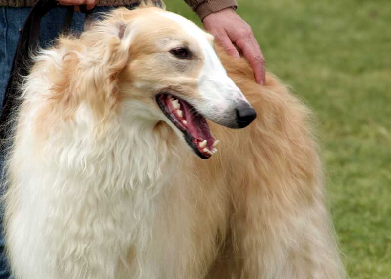 Một chú chó Borzoi đực trưởng thành sẽ có chiều cao ít nhất 71cm và cân nặng khoảng 34 - 48kg. Chó Borzoi cái sẽ có chiều cao khoảng 66cm và cân nặng từ 27- 41kg.