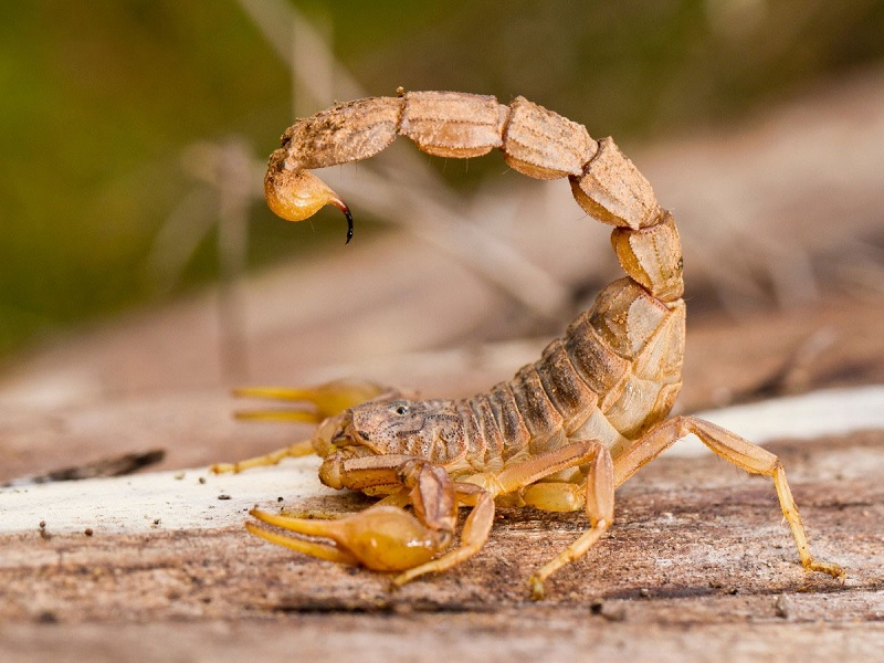 Theo các nhà khoa học, quá trình tiến hóa qua nhiều triệu năm đã khiến bọ cạp có khả năng làm chậm chuyển hóa trong cơ thể. Bọ cạp có thể nạp lượng thức ăn bằng 1/3 trọng lượng cơ thể chúng chỉ trong một bữa. Do đó, bọ cạp vẫn có thể sống mà không cần ăn gì trong thời gian dài.