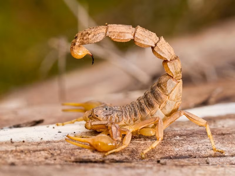 Theo các nhà khoa học, quá trình tiến hóa qua nhiều triệu năm đã khiến bọ cạp có khả năng làm chậm chuyển hóa trong cơ thể. Bọ cạp có thể nạp lượng thức ăn bằng 1/3 trọng lượng cơ thể chúng chỉ trong một bữa. Do đó, bọ cạp vẫn có thể sống mà không cần ăn gì trong thời gian dài.
