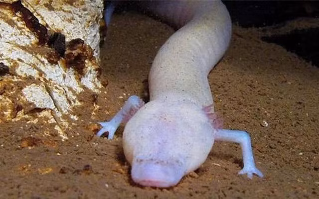 Olm hay proteus (Proteus anguinus) là một loài kỳ giông dưới nước trong họ Proteidae chính là sinh vật kỳ lạ khiến các nhà nghiên cứu đi từ ngạc nhiên này đến ngạc nhiên khác.