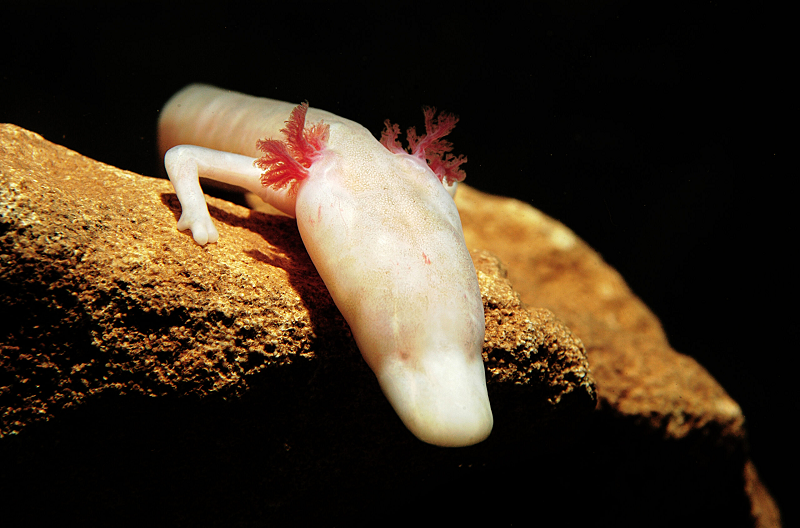 Các nhà khoa học từ Vương quốc Anh và Hungary đã phát hiện ra một loài kỳ giông mù dưới nước (Olm) trong một hang động ở Bosnia và Herzegovina. Trong suốt quãng đời dài hơn 100 năm, chúng hầu như không ăn uống, di chuyển hoặc thậm chí là giao phối.