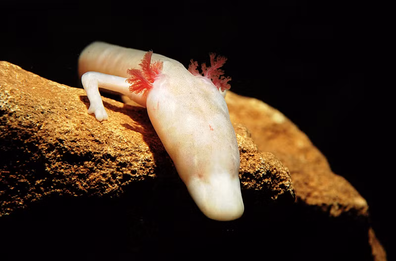 Các nhà khoa học từ Vương quốc Anh và Hungary đã phát hiện ra một loài kỳ giông mù dưới nước (Olm) trong một hang động ở Bosnia và Herzegovina. Trong suốt quãng đời dài hơn 100 năm, chúng hầu như không ăn uống, di chuyển hoặc thậm chí là giao phối.