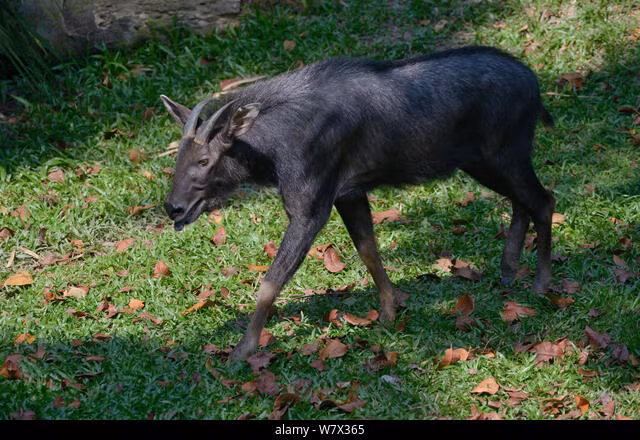 Loài này được David mô tả năm 1869. Trước đây tên gọi "sơn dương lục địa" đề cập đến loài Capricornis sumatraensis khi mà đây còn là tên khoa học dành cho tất cả sơn dương (serow) sống ở lục địa và đảo Sumatra. Tuy nhiên, bây giờ đã có 3 loài được tách riêng ra từ C. sumatraensis, và tên khoa học này chỉ còn dành cho sơn dương ở đảo Sumatra và bán đảo Mã Lai.