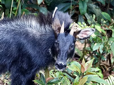 Sơn dương lục địa (tên khoa học: Capricornis milneedwardsii), hay Sơn dương Trung Quốc (Chinese serow), là một loài động vật có vú trong họ Bovidae, bộ Artiodactyla, bản địa ở Trung Quốc và Đông Nam Á.