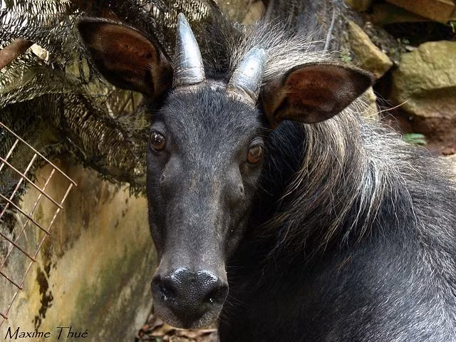 Chúng sống ở vùng rừng núi đá, chủ yếu là những vùng núi đá vôi có độ cao khoảng từ 50 m tới 2000 m, phân bố từ biên giới giáp Trung Quốc tới tận nam Tây Nguyên và Bình Thuận. Tuy nhiên số lượng của chúng hiện nay ngày càng suy giảm do do săn bắn và bẫy bắt thường xuyên, môi trường sống bị thu hẹp và chia cắt. Loài này đã được đưa vào Sách đỏ Việt Nam.