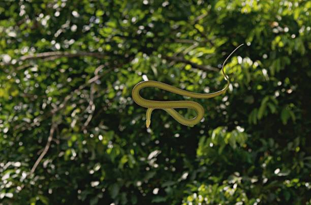  2. Rắn cây thiên đường (Chrysopelea paradisi) có thể lướt đi trong không khí bằng cách làm phẳng và làm cứng cơ thể của nó và tạo thành hình chữ S. Loài rắn này thậm chí có thể tạo ra những chuyển động nhẹ trong không khí bằng cách di chuyển cơ thể của mình, và chúng uốn lượn để duy trì sự ổn định.