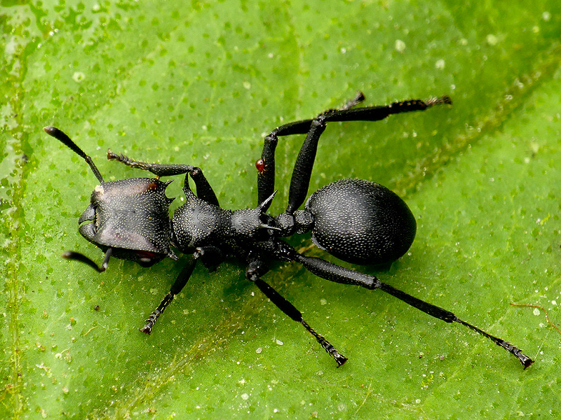 Các loài kiến sống trên tán cây, chẳng may nếu bị rơi xuống thì đồng nghĩa với “chết”. Nhưng đối với kiến Cephalotes atratus thì lại đặc biệt, trong khi đang bị sà xuống đất thì chúng có thể thực hiện chuyển động “lượn” trở lại thân cây.