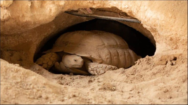 Rùa có thể hấp thụ nước trực tiếp từ nước tiểu để tồn tại trong điều kiện môi trường khô hạn một năm hoặc lâu hơn mà không cần uống nước.