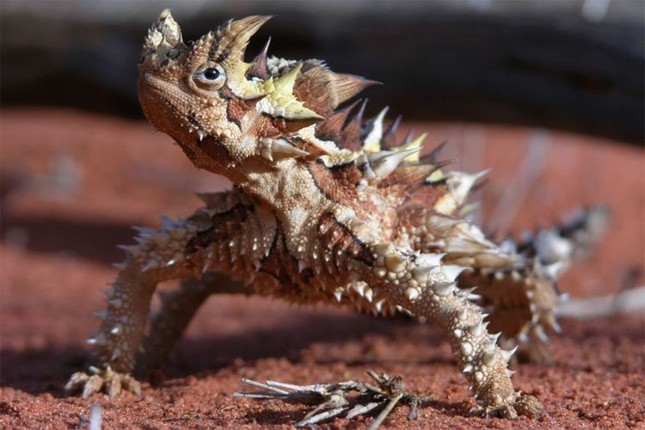 3. Trong nghiên cứu công bố trên tạp chí Experimental Biology tháng 11/2016, các nhà khoa học tại Đại học Western Australia (UWA) chỉ ra một trong những cách chính để thằn lằn quỷ gai uống nước là vùi cơ thể trong cát ẩm, sau đó hút nước trong cát nhờ các ống mao quản trên da và đẩy về phía miệng.