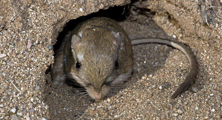 Loài gặm nhấm nhỏ này có nguồn gốc từ tây Bắc Mỹ, đặc biệt là các sa mạc ở tây nam Hoa Kỳ. Chuột nhảy hai chân có thể sống sót mà không cần nước nhờ vào chế độ ăn chính của nó là hạt. Quá trình trao đổi chất của động vật phá vỡ các chất dinh dưỡng trong hạt, do đó cung cấp cho nó dinh dưỡng cần thiết để tồn tại khi nguồn nước không có sẵn.