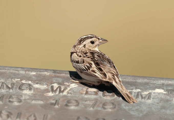 Tuy nhiên, giới tính ở một số loài động vật có thể trở phức tạp, điển hình như chim sẻ họng trắng (Zonotrichia albicollis) sống ở vùng cận Bắc Cực.