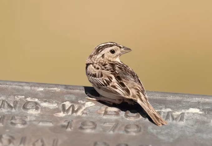 Tuy nhiên, giới tính ở một số loài động vật có thể trở phức tạp, điển hình như chim sẻ họng trắng (Zonotrichia albicollis) sống ở vùng cận Bắc Cực.