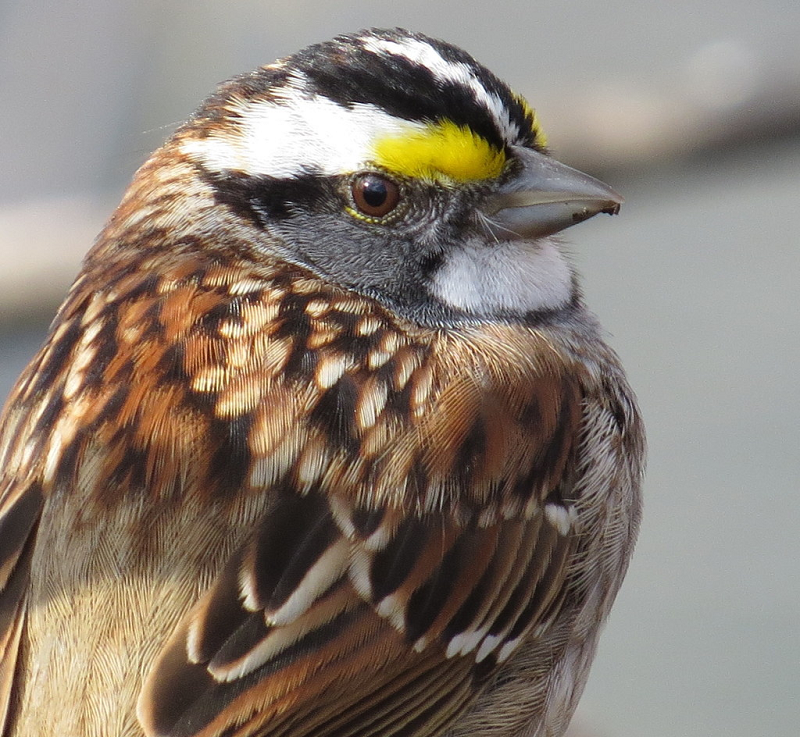 "Như thể loài chim này có tới 4 giới tính. Tức là một cá thể chỉ có thể giao phối với 1/4 quần thể", Christopher Balakrishnan, nhà sinh vật học tiến hóa tại Đại học East Carolina cho biết. "Trong tự nhiên, rất ít giống loài lựa chọn có nhiều hơn hai giới tính vì điều đó làm giảm tỷ lệ sinh sản của chúng".