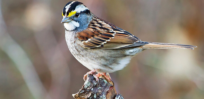 Theo đó, chúng có biểu hiện bằng ngoại hình khác nhau, gồm những con chim có sọc trắng trên đầu, và những con có sọc nâu. Bất chấp sự khác biệt, những cá thể sọc trắng chỉ giao phối với sọc nâu và ngược lại.