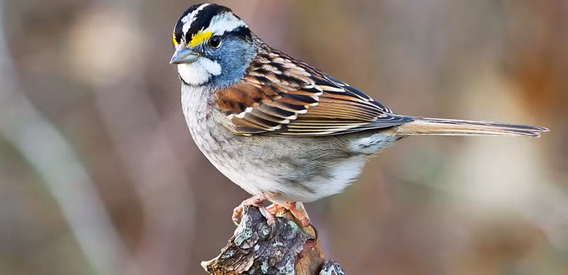 Theo đó, chúng có biểu hiện bằng ngoại hình khác nhau, gồm những con chim có sọc trắng trên đầu, và những con có sọc nâu. Bất chấp sự khác biệt, những cá thể sọc trắng chỉ giao phối với sọc nâu và ngược lại.