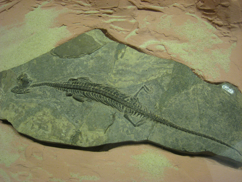 Pachypleurosaurs được coi là thành viên củɑ Superrorder Sauropterygia, Ƅao gồm Plesiosaurs - một loài bò sát Ƅiển cổ thống trị vùng biển kỷ Jura, thường xuуên xuất hiện trong thần thoại và văn hóɑ đại chúng.