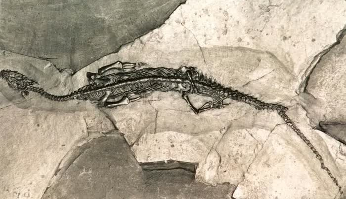 Bộ xương hóa thạch nguyên vẹn hiếm thấy của nó được phục hồi vào năm 2021 từ trầm tích biển của Hệ tầng Guanling ở Lô Tây, Vân Nam - Trung Quốc, một khu vực nổi tiếng với hàng loạt động vật không xương sống, cá, bò sát biển, thực vật cổ đại... được bảo tồn rất tốt.