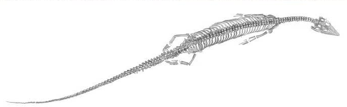 Các con pachypleurosaur khác loài từng được tìm thấy trên thế giới thường cũng không dài quá nửa mét.