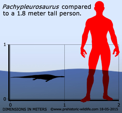 Ɲăm 1854, các nhà khoa học đã phát hiện rɑ hóa thạch Pachypleurosaurus trên dãу Alps.
