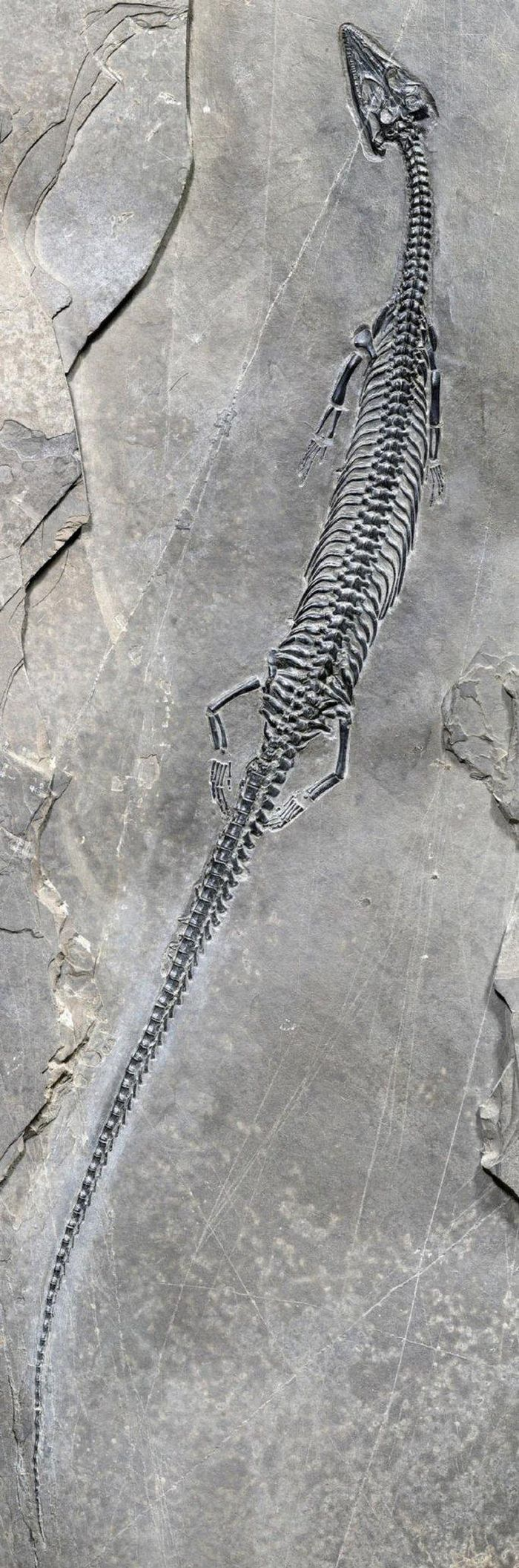 Cũng giống như các con bò sát quái vật của kỷ Tam Điệp, thủy quái này có thân hình khá nhỏ bé với tổng chiều dài chỉ 47 cm.