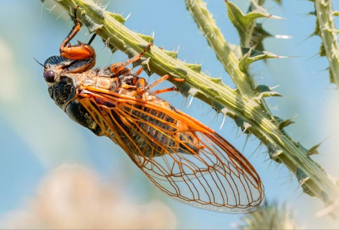 5. Chúng ta thường chỉ nghe thấy âm thanh của chúng mà không mấy khi trông thấy chúng. Đó là những con ve sầu - loài động vật đặc trưng của mùa hè. Hầu hết ve sầu trải qua cuộc đời kéo dài từ 2 - 5 năm nhưng chúng chỉ tồn tại khoảng 1 tháng sau khi xuất hiện trên mặt đất như những con côn trùng trưởng thành.